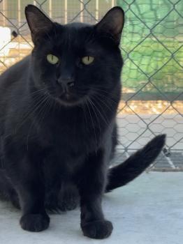 Bild von Carbon