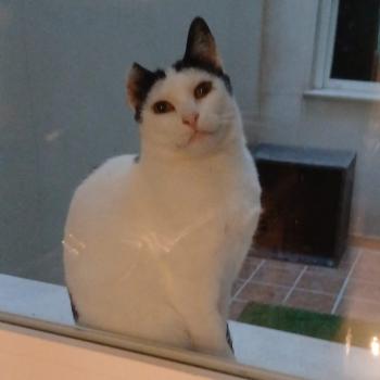 Bild von Xenia