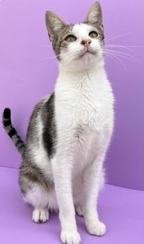 Bild von Duendecillo