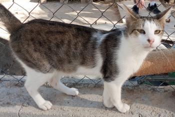 Bild von Duendecillo