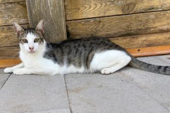 Bild von Duendecillo