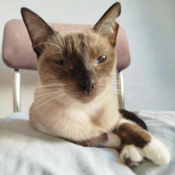 Morgana Bild von Morgana