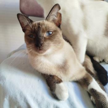 Morgana Bild von Morgana