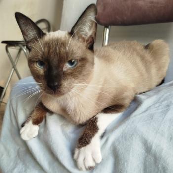 Morgana Bild von Morgana