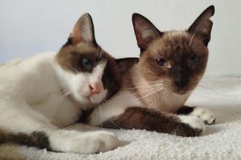 Morgana Bild von Morgana