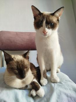 Morgana Bild von Morgana