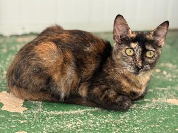 Saioa Bild von Saioa