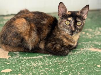 Saioa Bild von Saioa