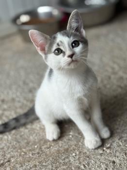 Ivana Bild von Ivana