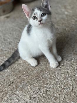 Ivana Bild von Ivana