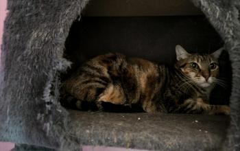 Loretta Bild von Loretta
