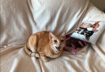 Terry Bild von Terry