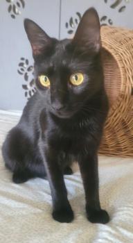 Shaikh Bild von Shaikh