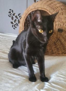 Shaikh Bild von Shaikh