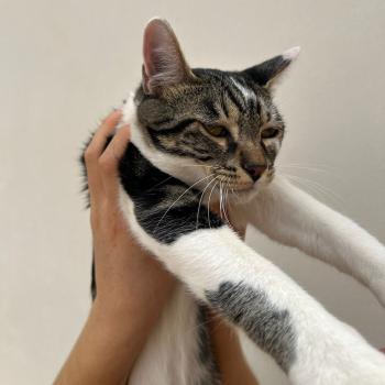 Homer Bild von Homer