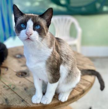 Mochi Bild von Mochi