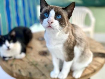 Mochi Bild von Mochi