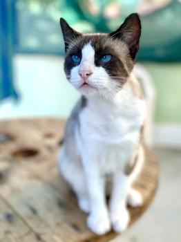 Mochi Bild von Mochi