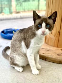 Mochi Bild von Mochi