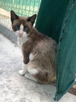 Mochi Bild von Mochi