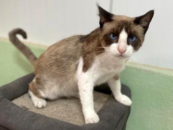 Mochi Bild von Mochi