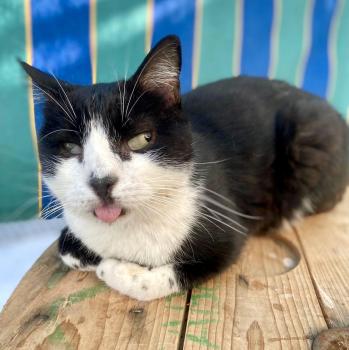 Milan Bild von Milan