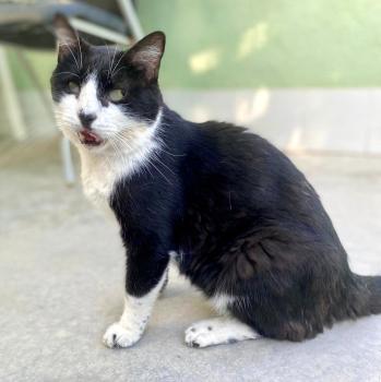 Milan Bild von Milan