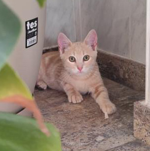 Lloron Bild von Lloron