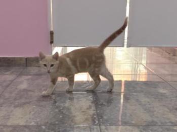 Lloron Bild von Lloron