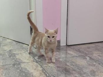 Lloron Bild von Lloron