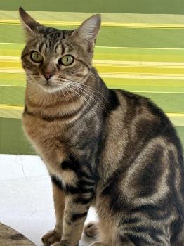 Ibera Bild von Ibera