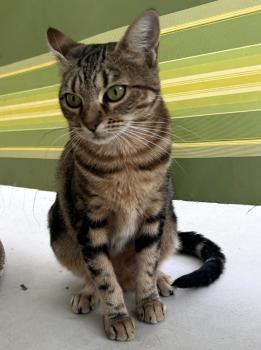 Ibera Bild von Ibera