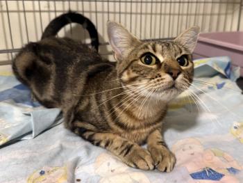 Ibera Bild von Ibera