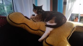 Bild von Honey