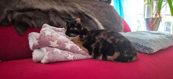 Bild von Honey