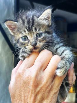 Denise Bild von Denise