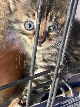 Denise Bild von Denise