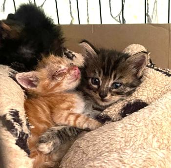 Denise Bild von Denise