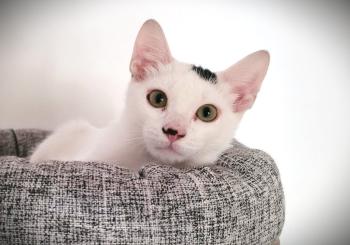 Punky Bild von Punky