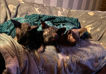 Blacky Bild von Blacky