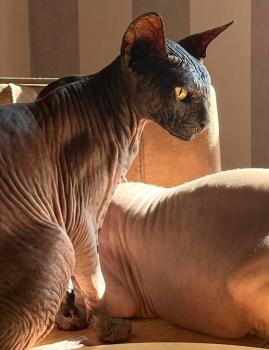 Blacky Bild von Blacky