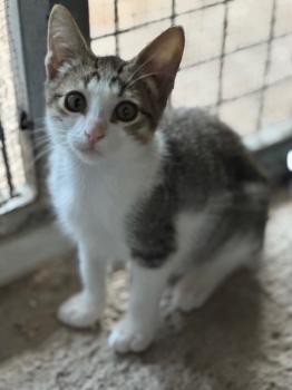 Loquillo Bild von Loquillo