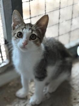 Loquillo Bild von Loquillo