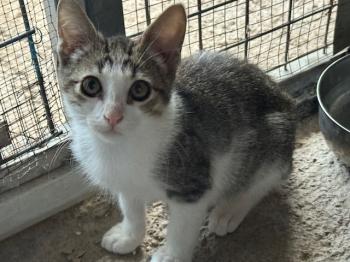 Loquillo Bild von Loquillo