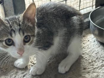 Loquillo Bild von Loquillo