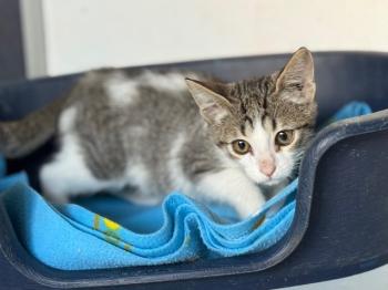 Loquillo Bild von Loquillo