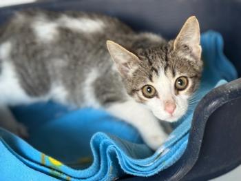 Loquillo Bild von Loquillo