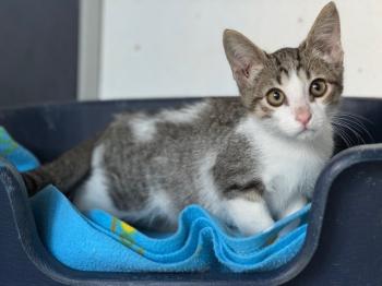 Loquillo Bild von Loquillo