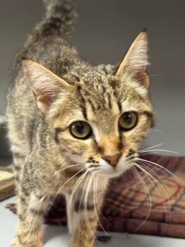 Actana Bild von Actana