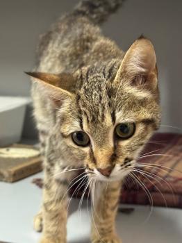 Actana Bild von Actana